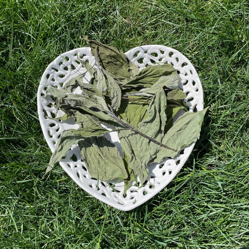 Jerusalem Artichoke Leaf FurryNatural