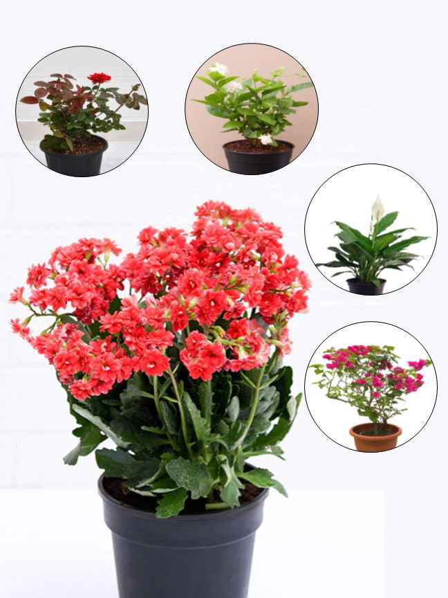 5 Best Flowering Plants