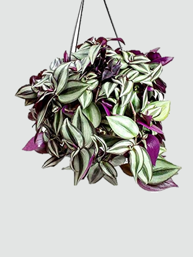 Hanging Plants Elanters