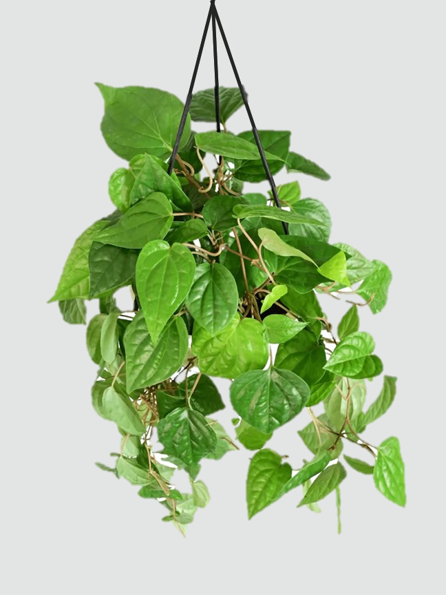 Hanging Plants Elanters