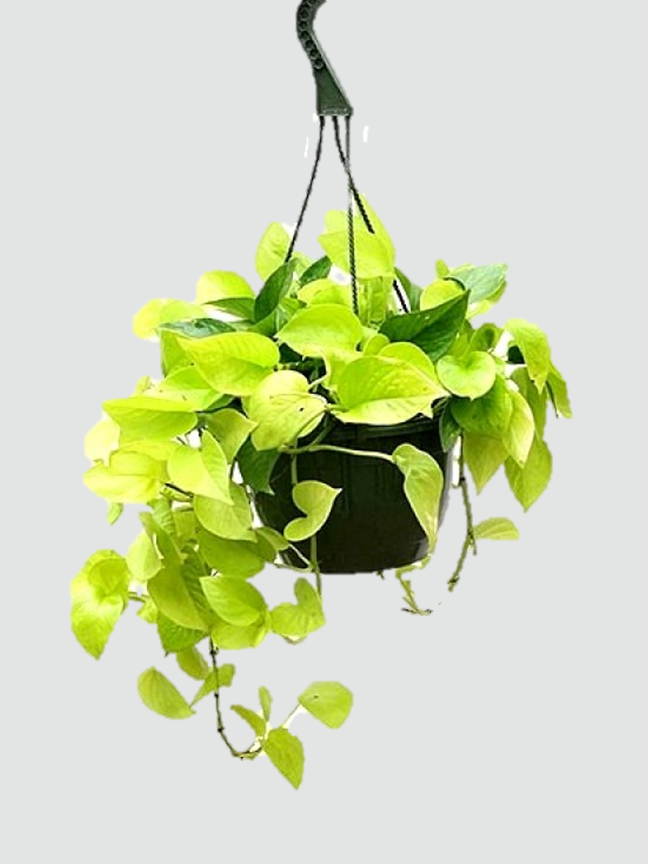 Hanging Plants Elanters
