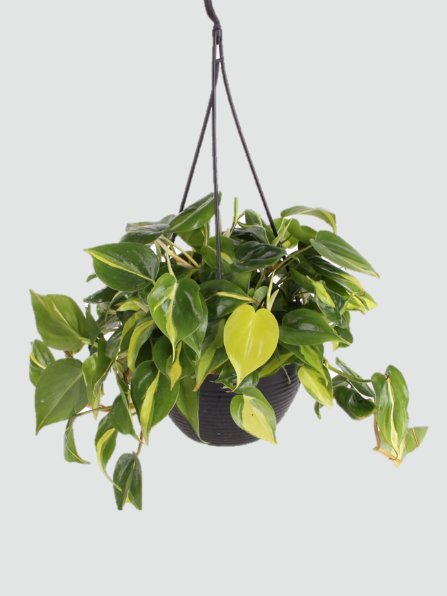 Philodendron Oxycardium Brasil