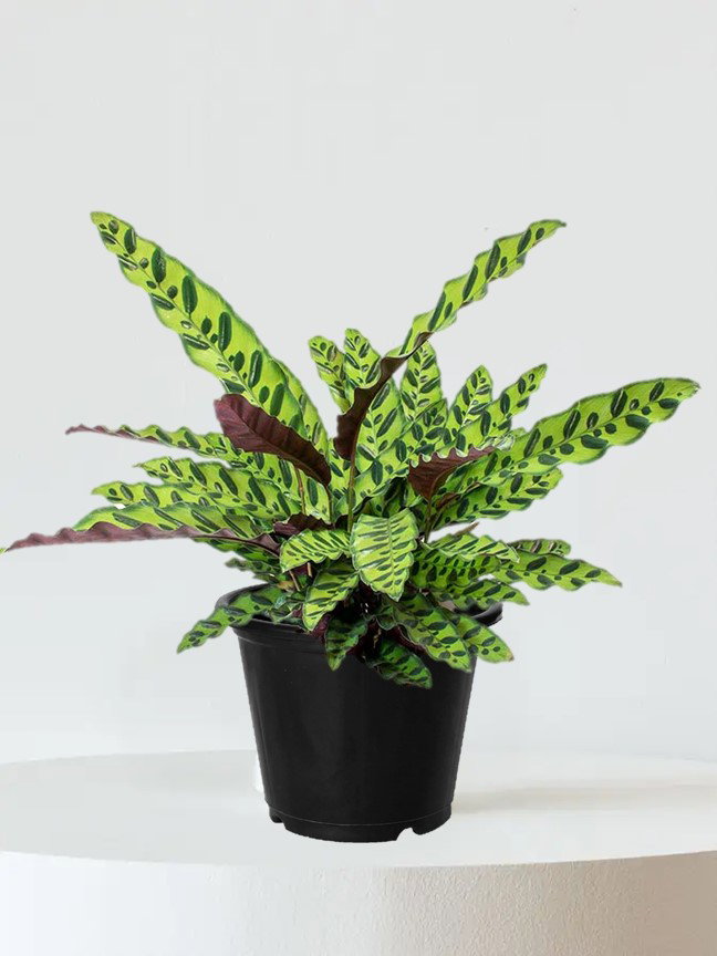 Calathea Rattlesnake Plant (Large)