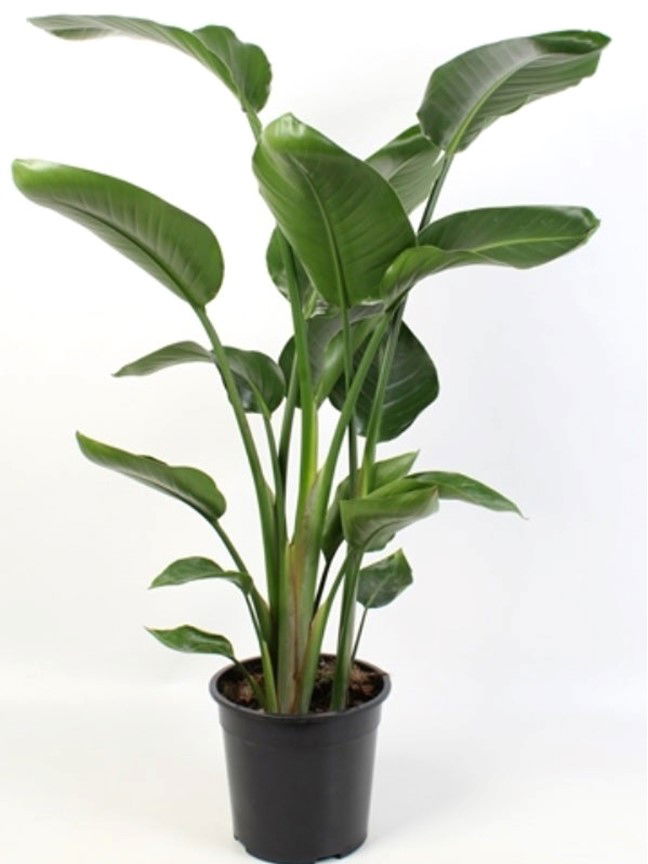 Bird of Paradise(Strelitzia nicolai) Real Live Plant Indoor plants for