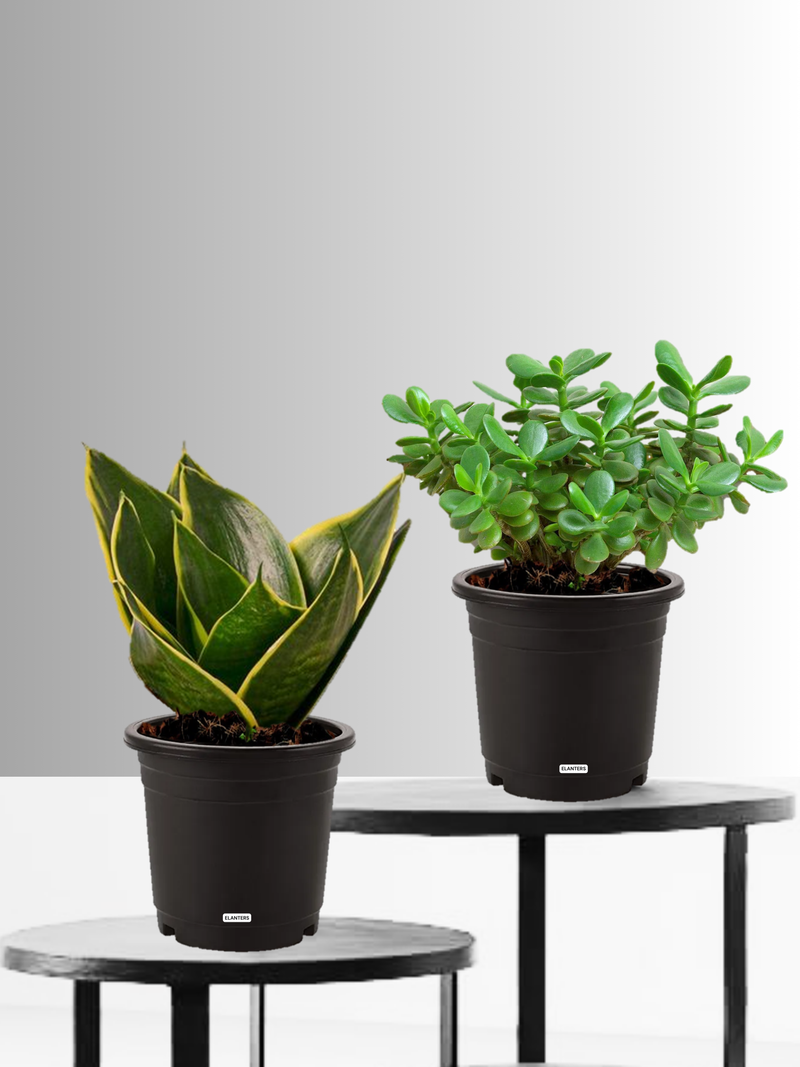 Air Purifying Plant Bundle Snake Plant And Jade plant