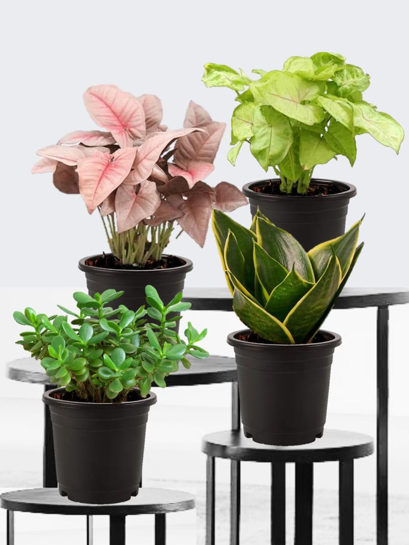 Air Purifying Plant Bundle Snake Plant And Jade plant