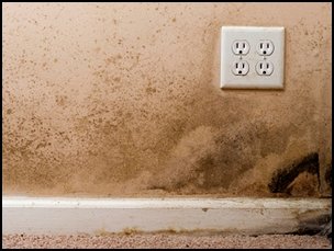 Getting Your Mold Problems Removed image