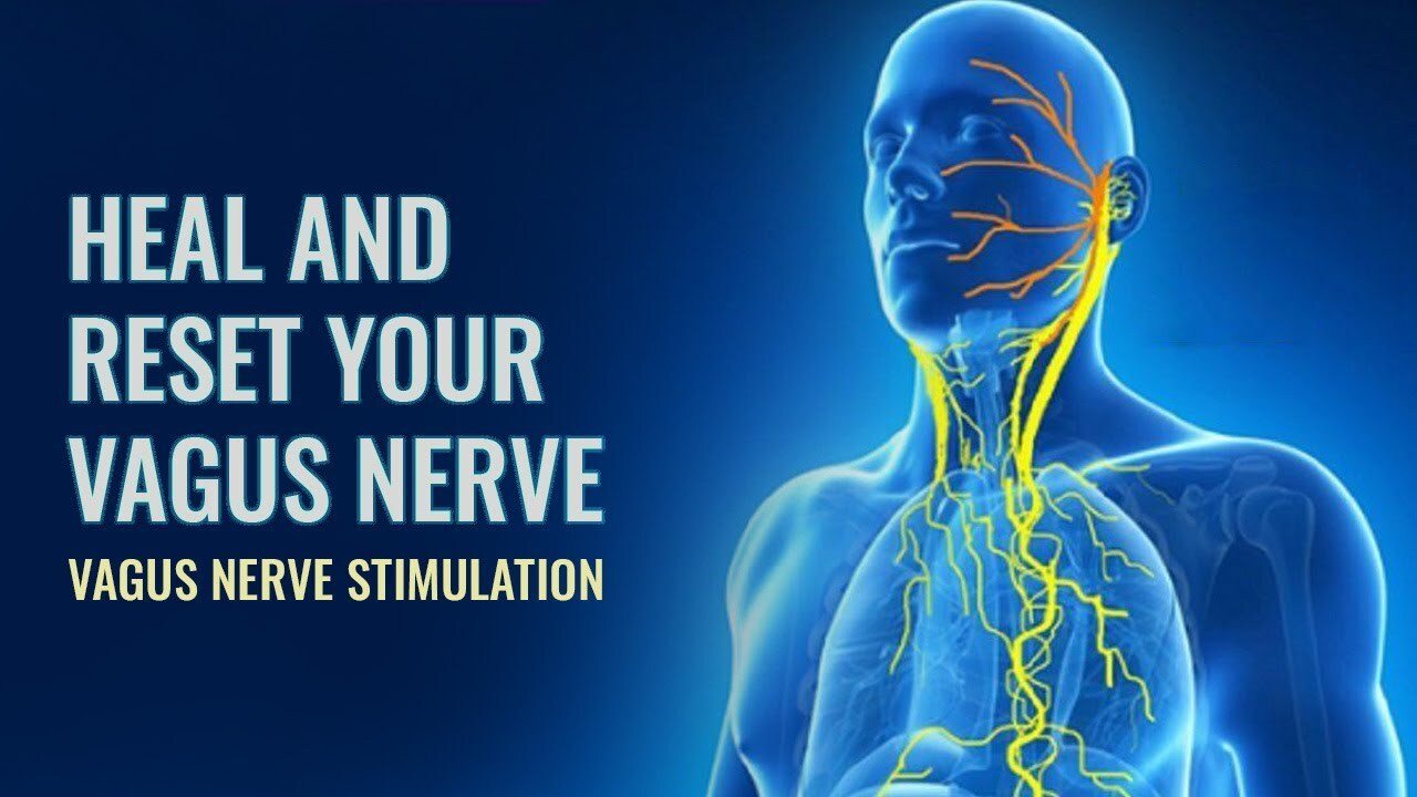 The Vagus Nerve: Unravelling The Mysteries Of The BodyMind.