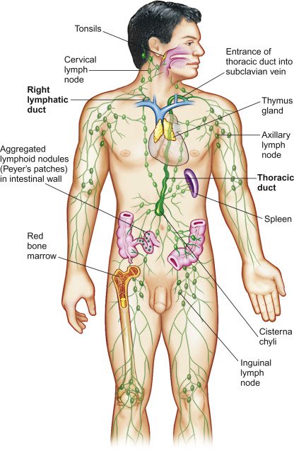 Unlocking the Healing Potential: The Role of the Lymphatic System in Chronic Pain and Disease Recovery