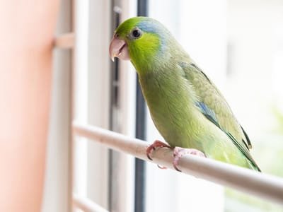 Why Purchase a Parrotlet? image