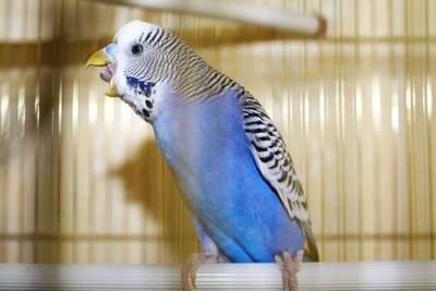 Some Of The Popular Bird Types For Keeping As Pets In The Home   image