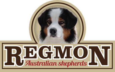 Regmon Australian Shepherds