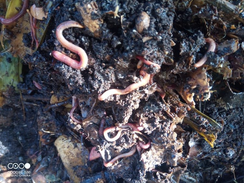 COMPOST WORMS