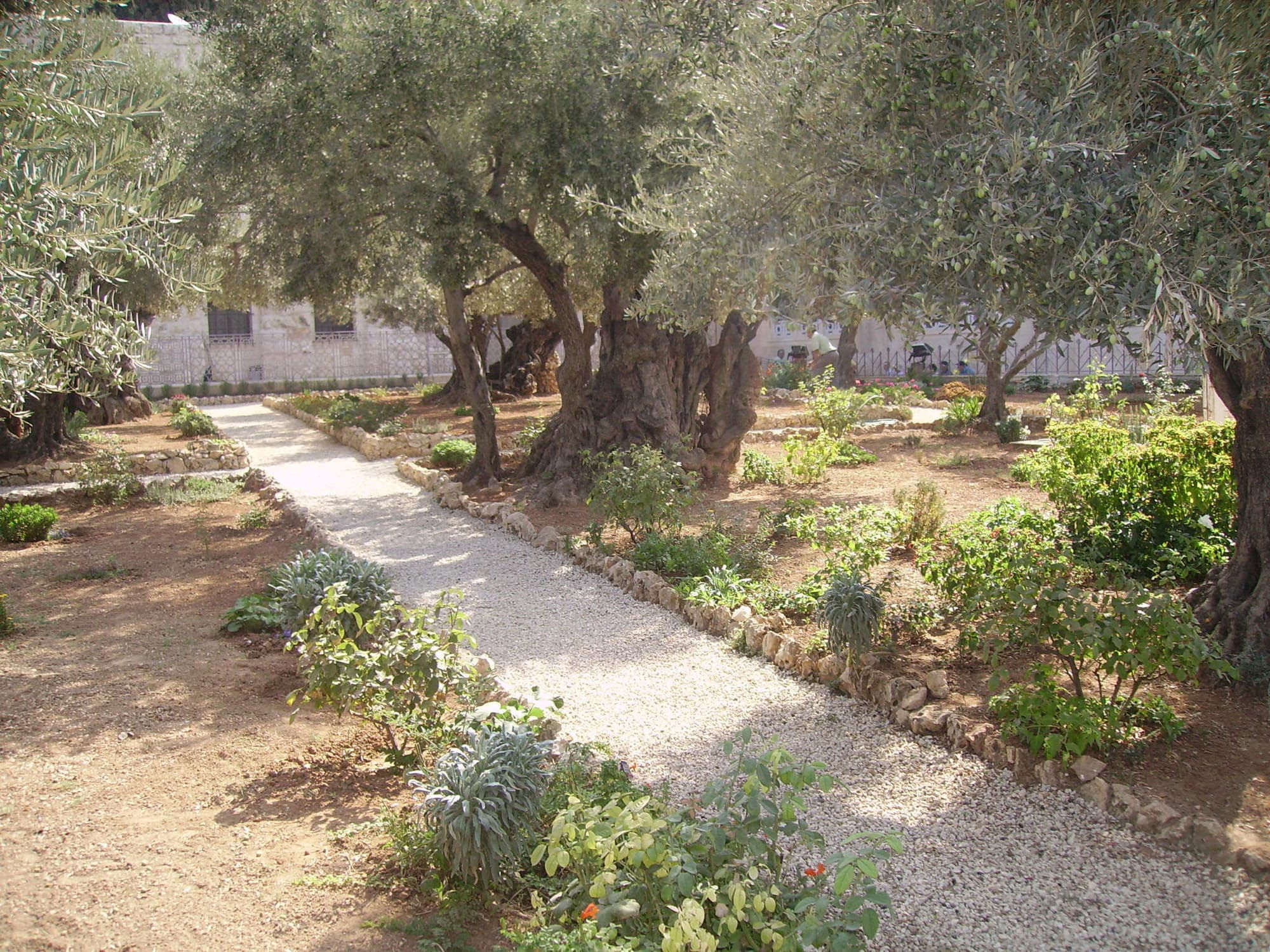 The Garden of Gethsemene