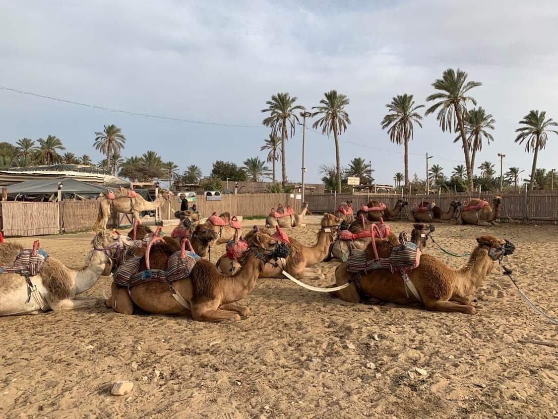 Camels in Jericho