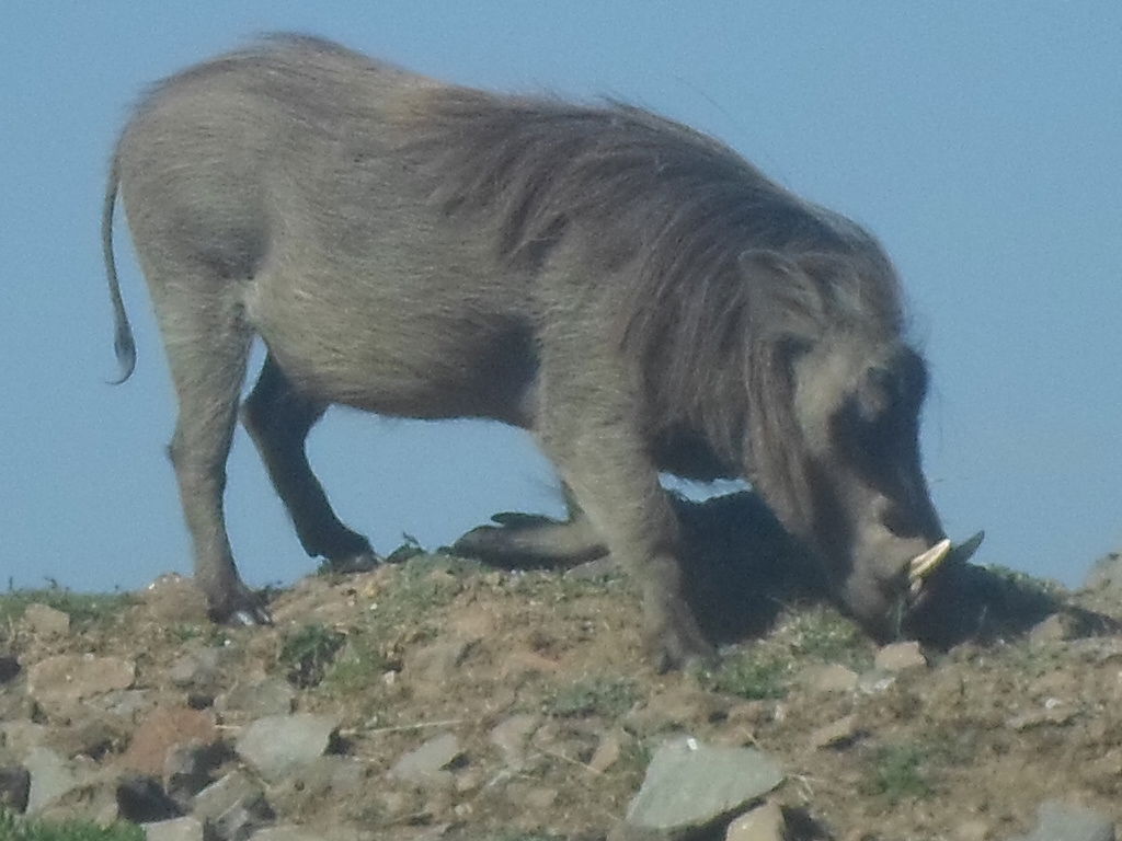 Bale Mountains