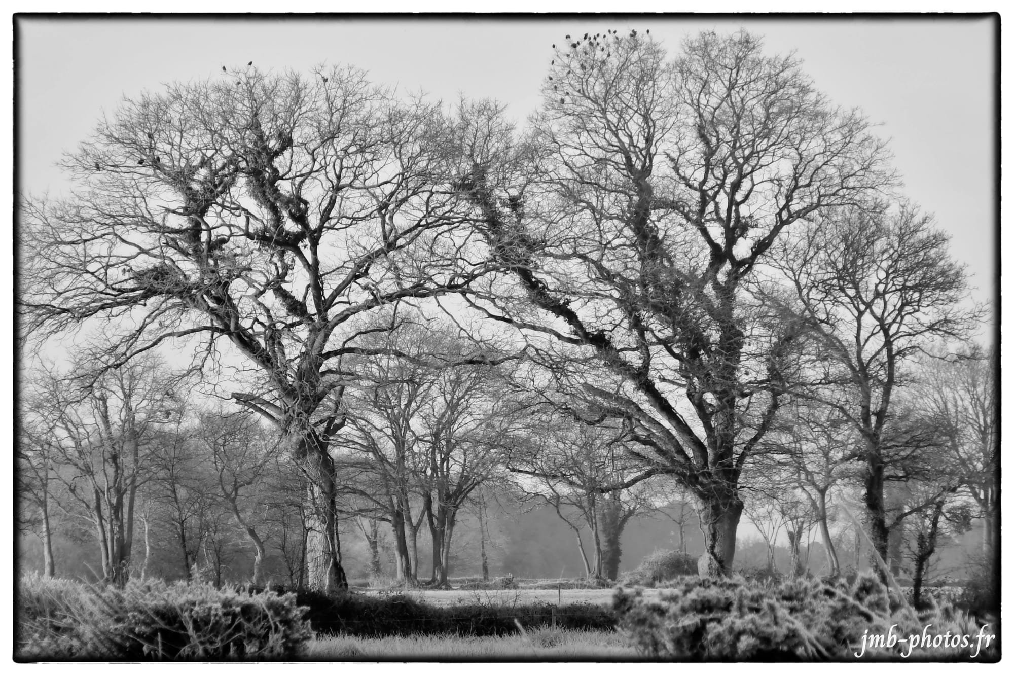 Forêt de Pirou un matin d'hiver
