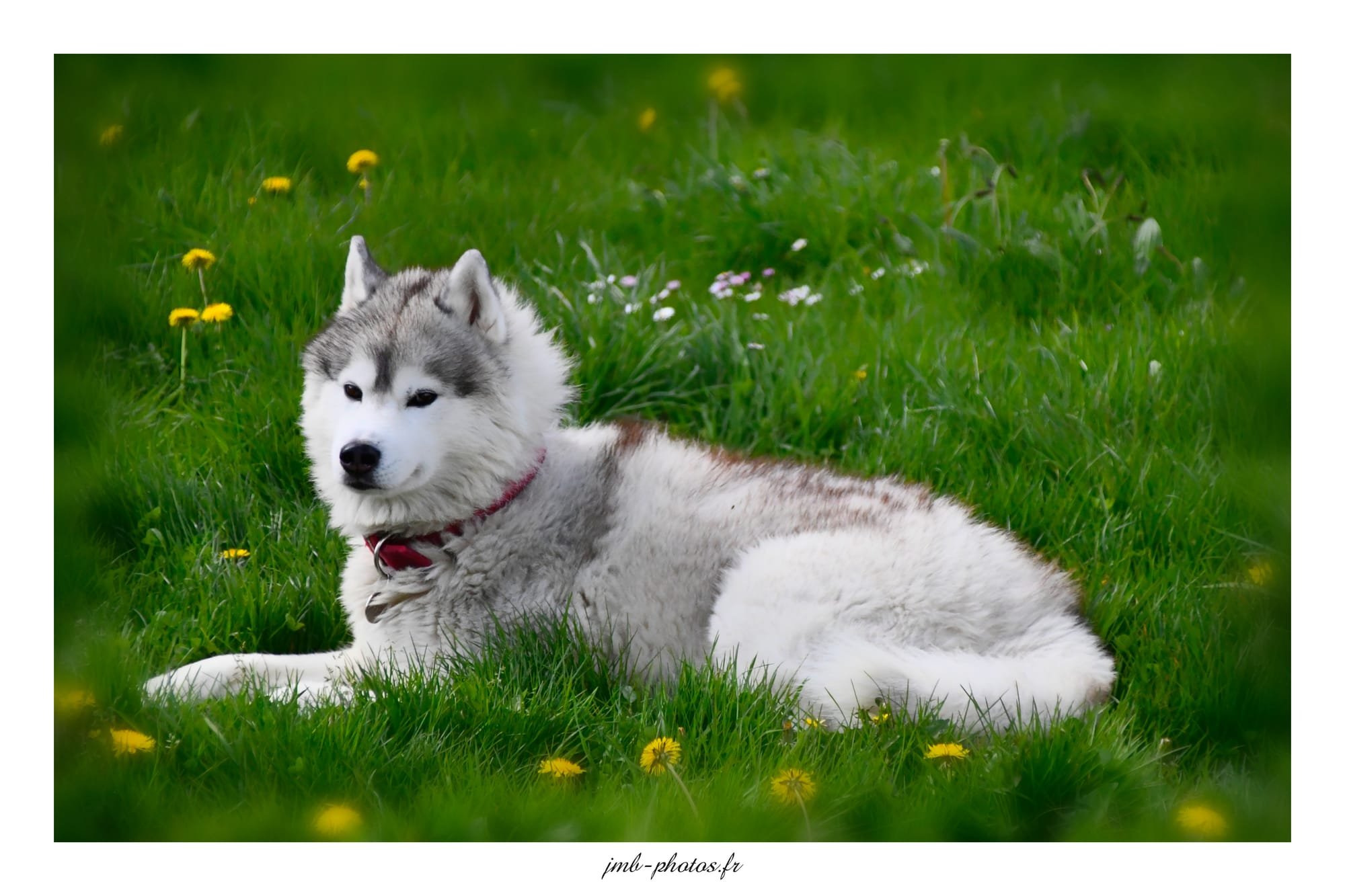 Siberian husky - Malibu