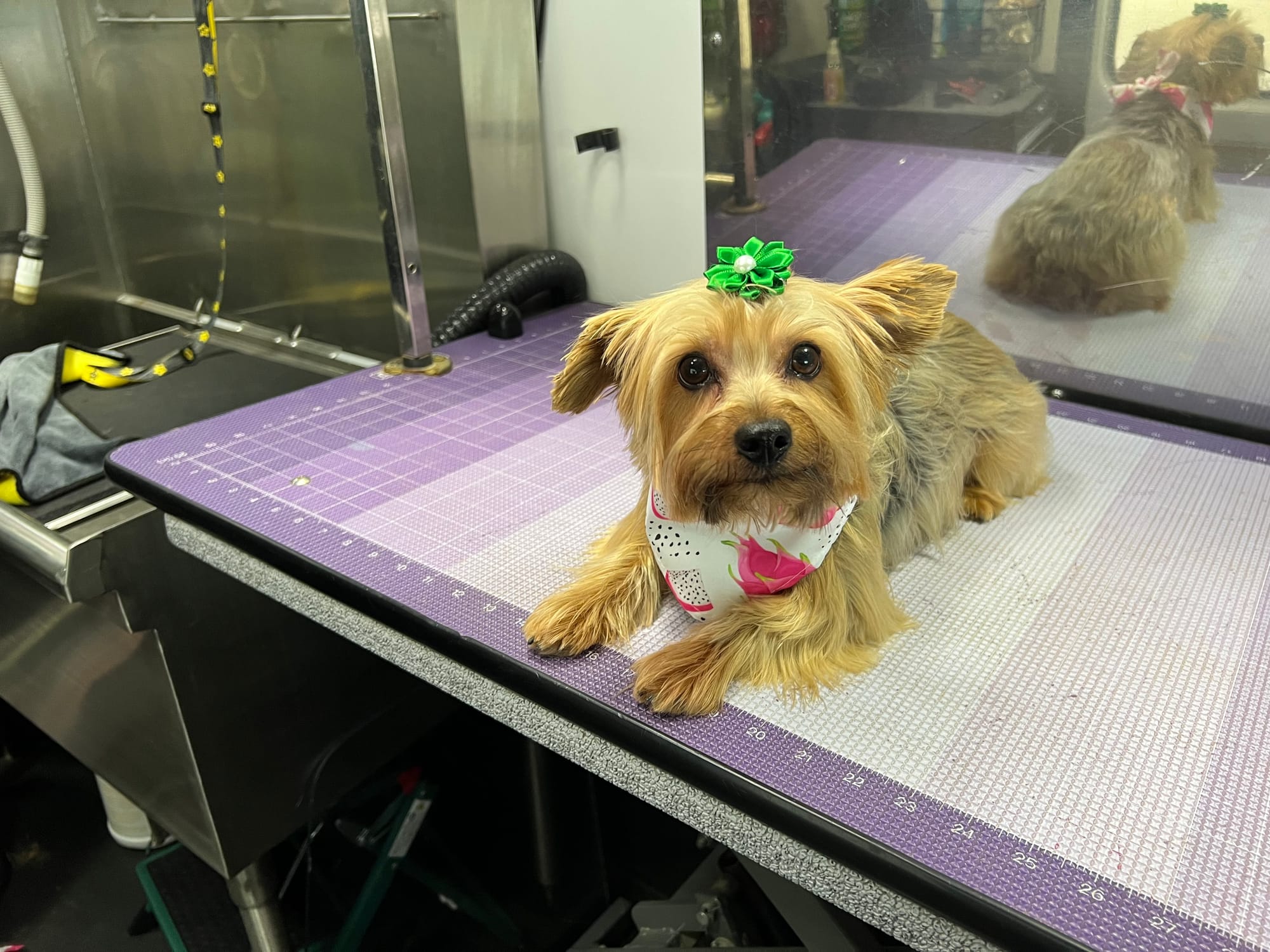 Glam 'It' Up Pet Mobile Grooming
