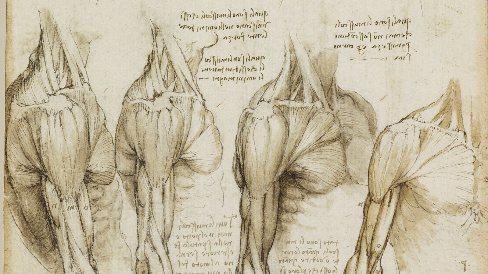 A Precisão Anatómica nos Desenhos de Leonardo da Vinci