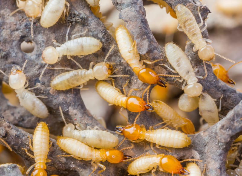 Termite Inspections