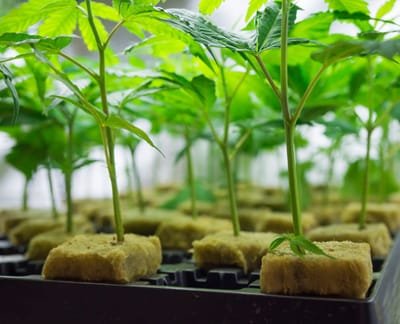 Know How to Invest in the Right Cannabis Seed? image