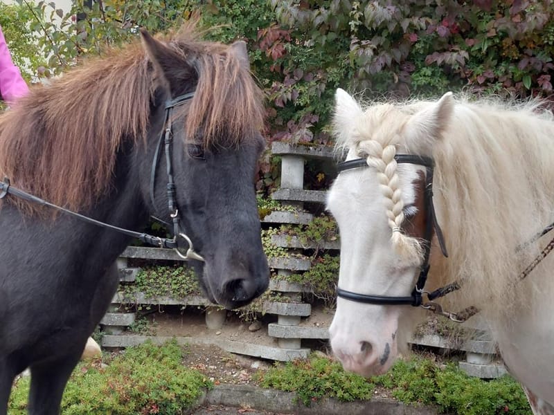 Pony-Paradies.ch - Herzlich Willkommen