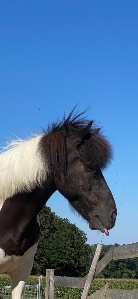 Pony-Paradies.ch - Herzlich Willkommen