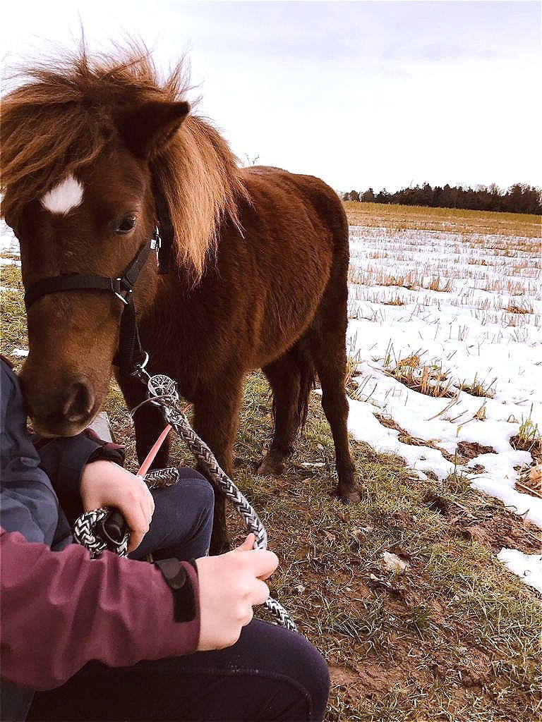 Pony-Paradies.ch - Herzlich Willkommen