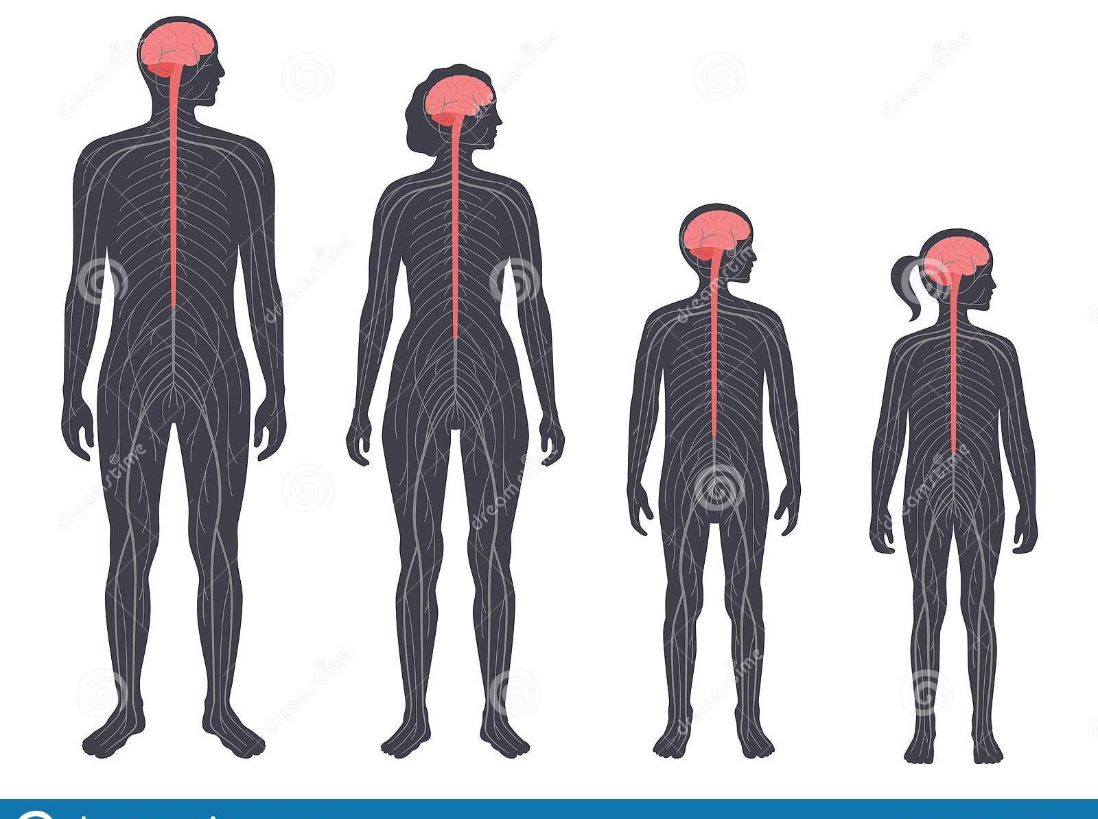 Anatomía Y Fisiología Del Sistema Nervioso Apuntes Y Manuales De Enfermería 5055