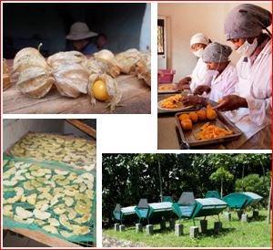 Programme Agro Transformation: Développement de la filière séchage de fruits et légumes à Madagascar