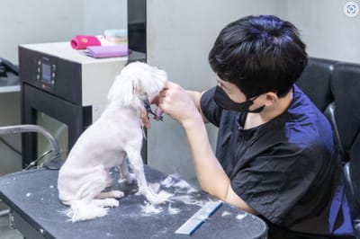 Dog Father Pet Grooming FULL SERVICE FROM 59. Specialized