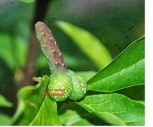 Powerful Erection Spell That Works>>tanzania traditional healer