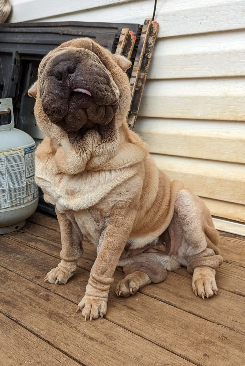 Beaux art shar hot sale pei