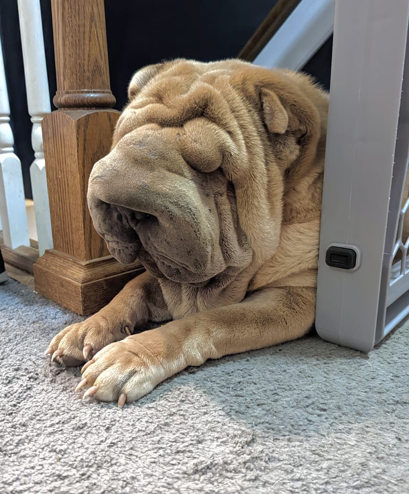 Beaux art shar store pei