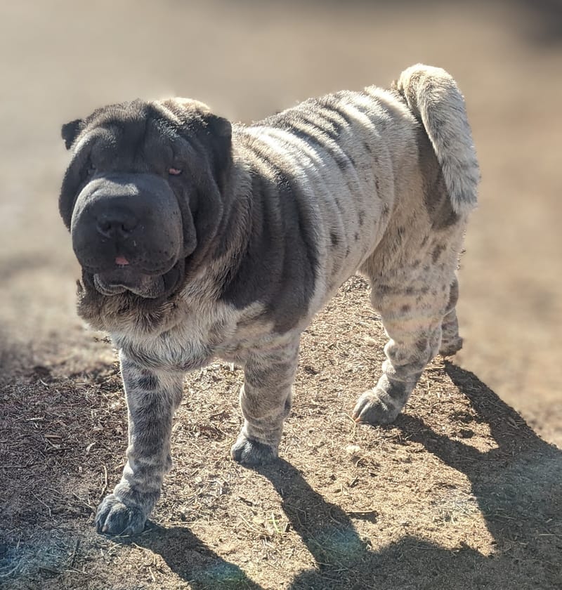 Blue flowered best sale shar pei