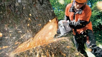 Is tree cutting service a good business to start? image