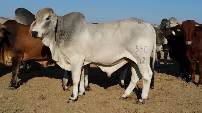 Brahma cattle - DANIS GOAT FARMING