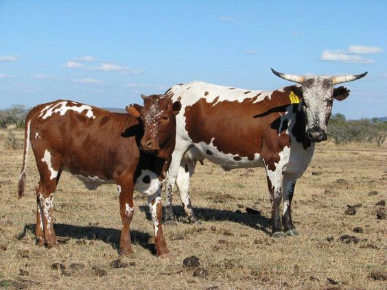 Nguni Cattle - DANIS GOAT FARMING