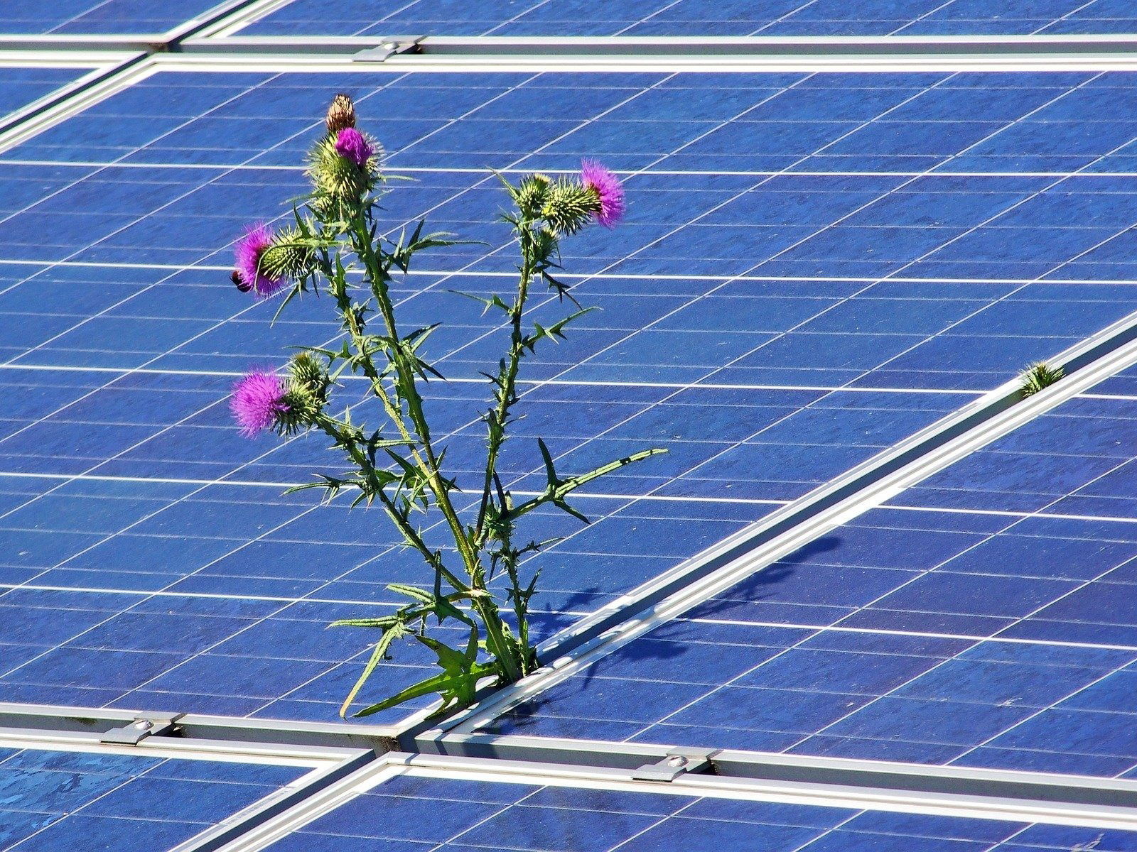 Tschechien gibt landwirtschaftliche Flächen für Solaranlagen frei