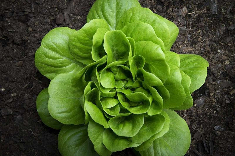 Spring Break "Lettuce Plant"