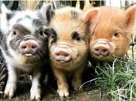 Child- 3 Little Pigs Weekend Combo- Conf + Hog Roast- $14