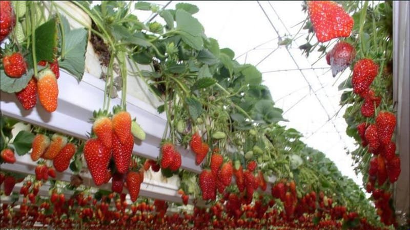 Greenhouses Main Benefits