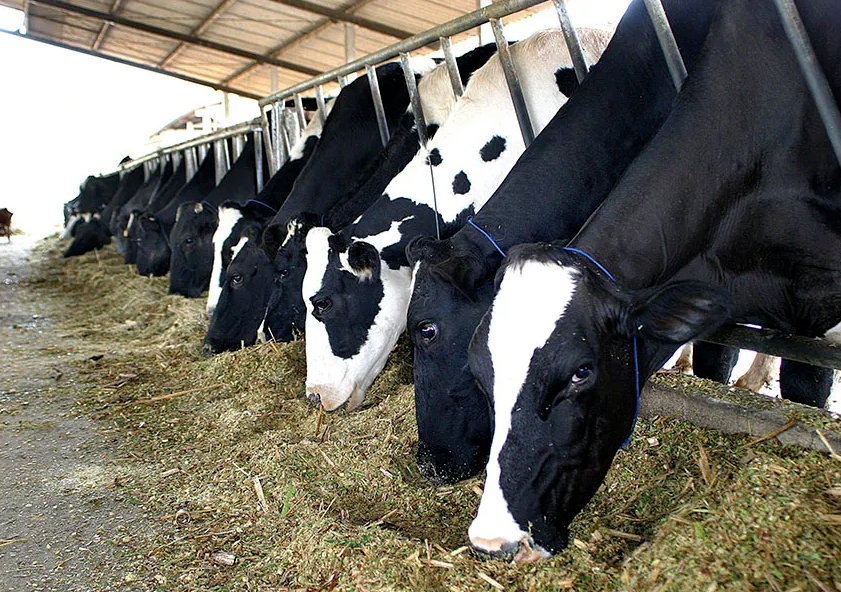 Embrapa Gado de Leite: Custo de produção de leite volta a subir e a inflação de agosto chega a 3%