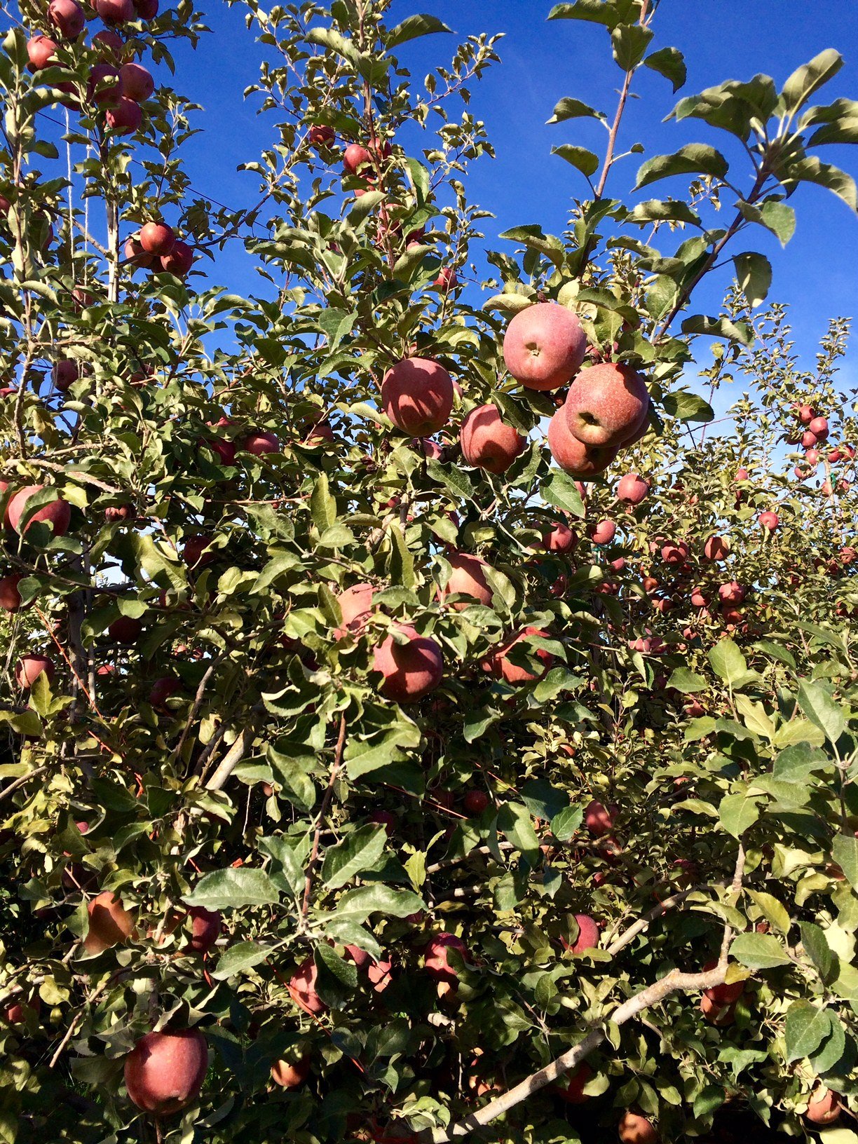 Apple Orchard, Yakima, WA