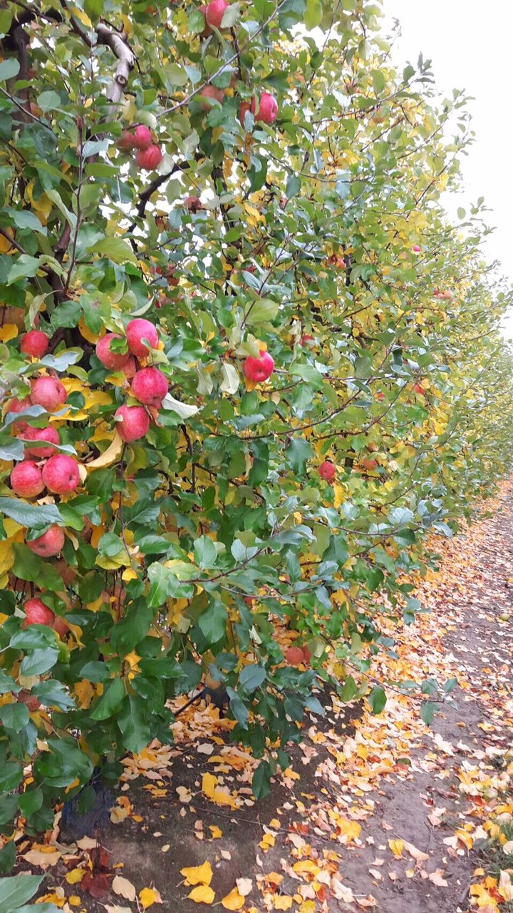 Apple Orchard, France