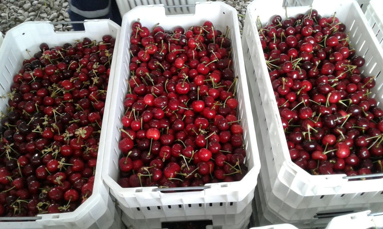 Cherry Harvesting, Chile