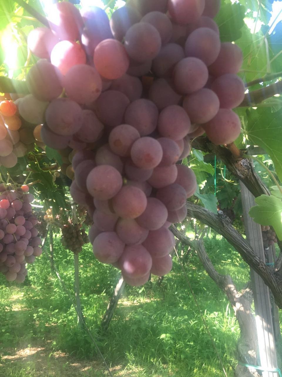 Red Globel Grape, Chile