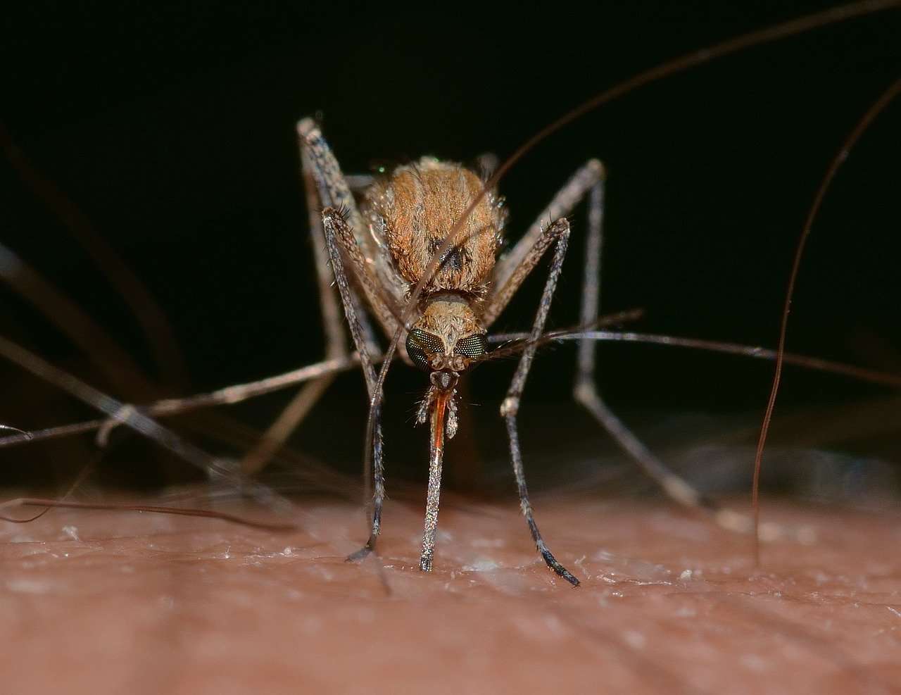Pět miliard infikovaných komárů bakteriemi ročně vyprodukuje gigantická továrna na komáry v Brazílii