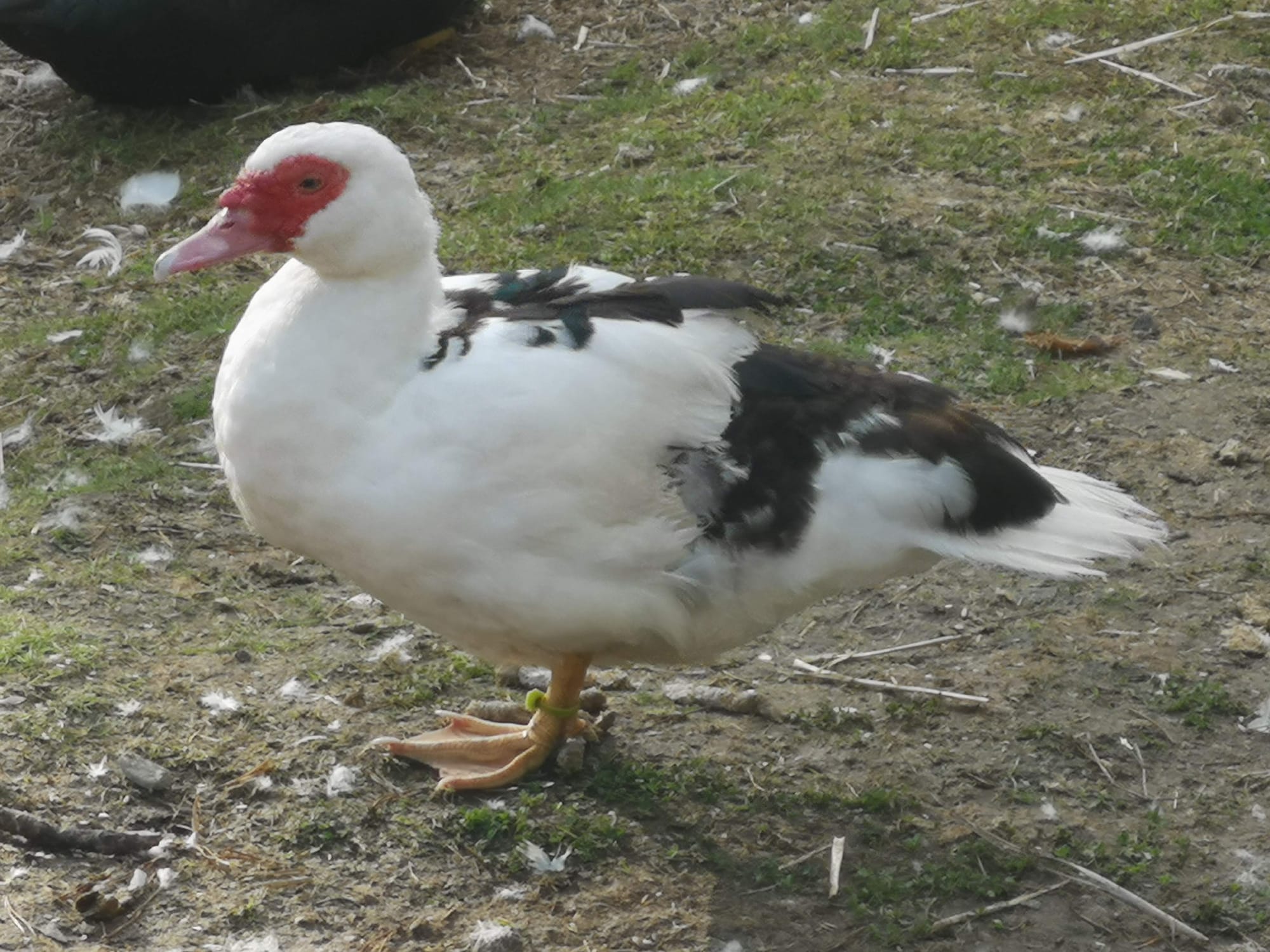 Myskanka